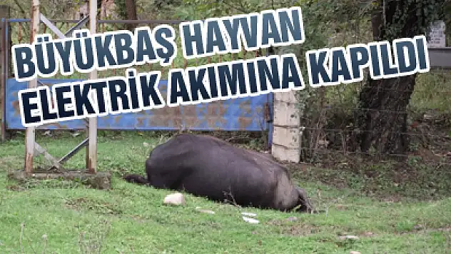 MANDA ELEKTRİK AKIMINA KAPILDI