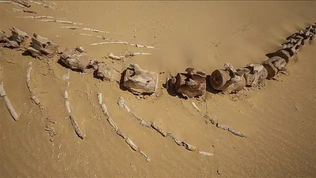 26 milyon yıllık keskin dişli balina türü keşfedildi