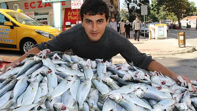 KARADENİZ'DE ÇİNAKOP BEREKETİ