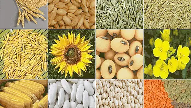 2013 Yılı Ürünü Fark Ödeme Destekleme Çalışmaları Başladı