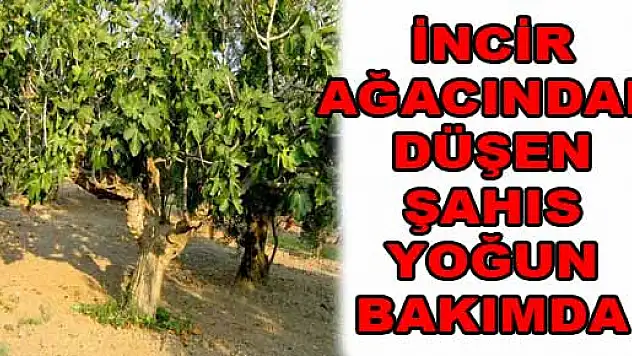 İNCİR AĞACINDAN DÜŞEN ŞAHIS YOĞUN BAKIMDA