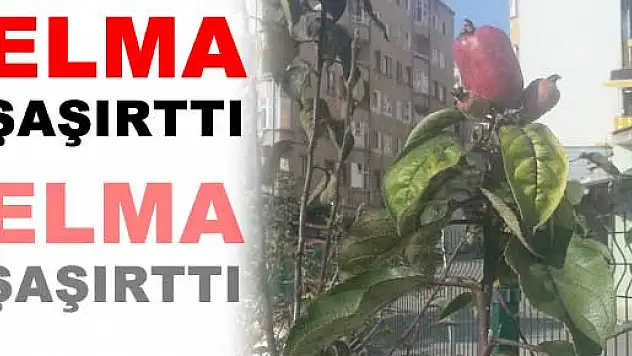 SONBAHAR AYINDA ELMA ŞAŞIRTTI...
