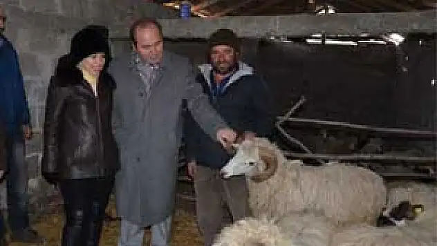 Bafra'da Koyun Dağıtımı