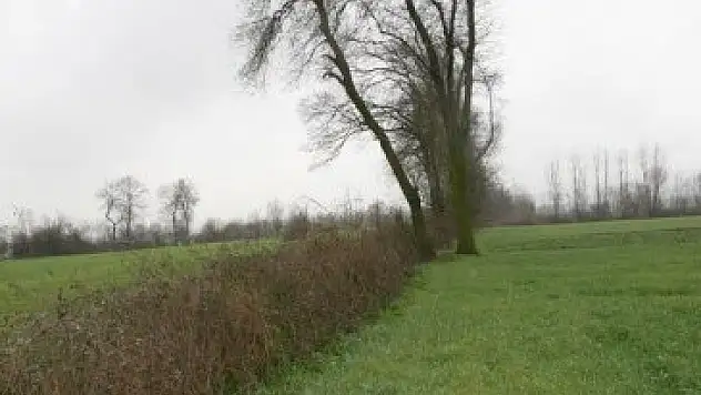 Çarşamba Ovası 10 yıl içerisinde ormana dönecek