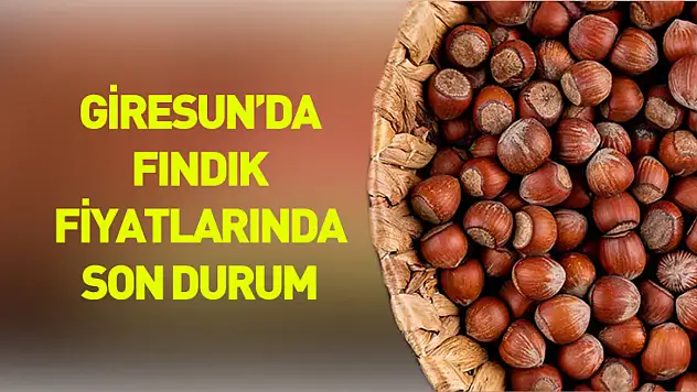 27 Kasım 2025 Giresun Fındık Fiyatları | Premium Fındıkta Arka Arkaya Rekorlar