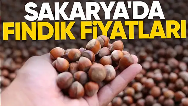 27 Kasım 2025 Sakarya Fındık Fiyatları | Sabit Adımlarla Yukarı Tırmanış