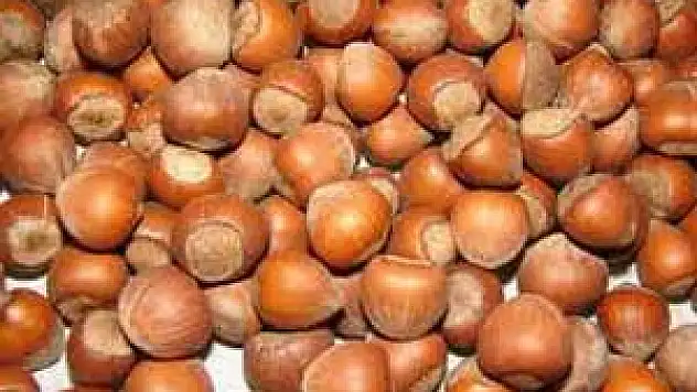 Organik Fındığa Bakanlık Desteği