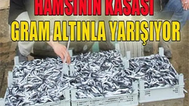 Hamsinin kasası gram altın fiyatıyla yarışıyor