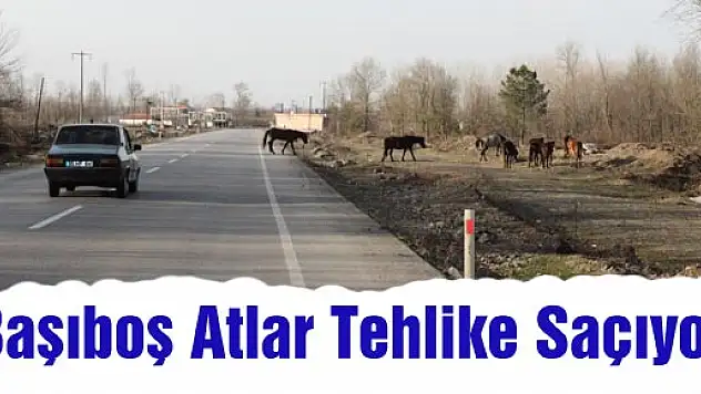 Başıboş atlar tehlike saçıyor