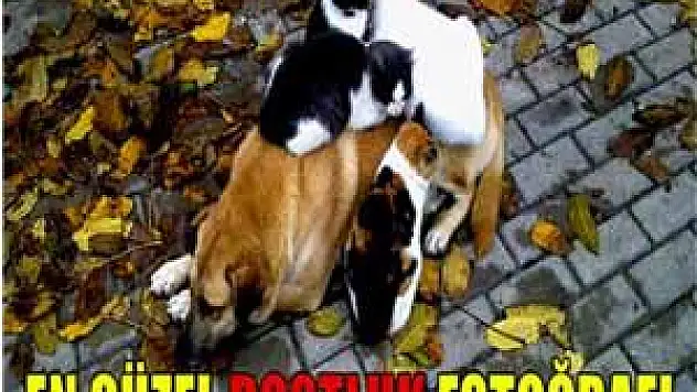 Kediler ve köpeğin dostlukları görenleri şaşırtıyor