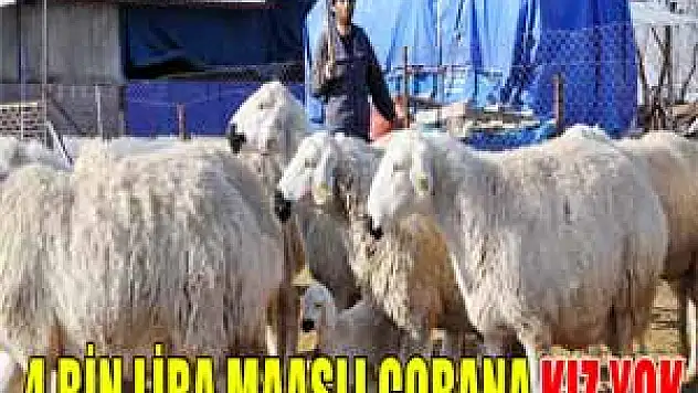 4 bin lira maaşlı çobana kız yok