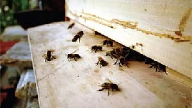 'Arı ölümleri artabilir'