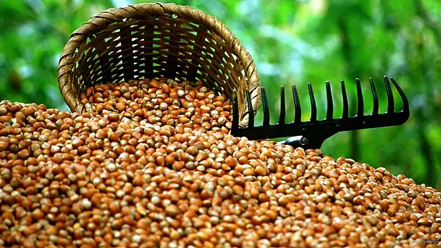 28 Ekim Güncel fındık fiyatları