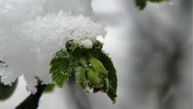 Fındık Üreticisine 'Tarım Sigortası' Uyarısı