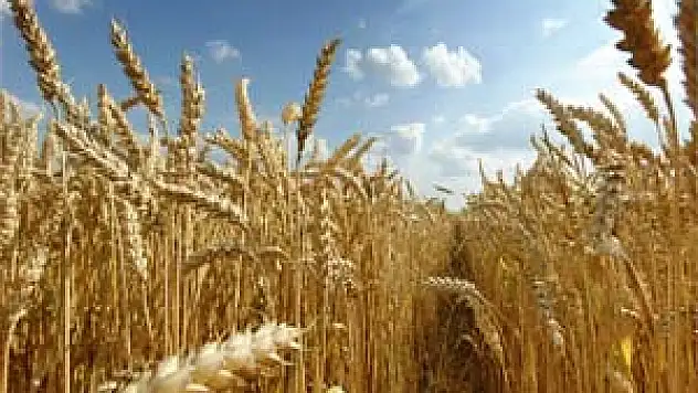 Buğdayda Verim Dünya Ortalamasının Altında 