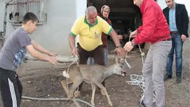 Köylüler Yaralı Yavru Geyiğe Sahip Çıktı