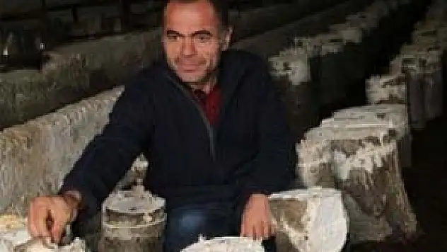 Fındık out, mantar in!