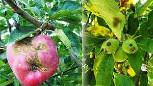 Elma-Armutta Karaleke Hastalığına Dikkat