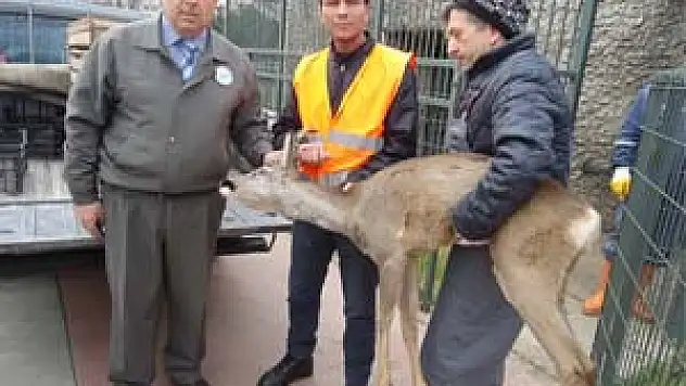 YARALI KARACA'YA BÜYÜKŞEHİR ŞEFKATİ