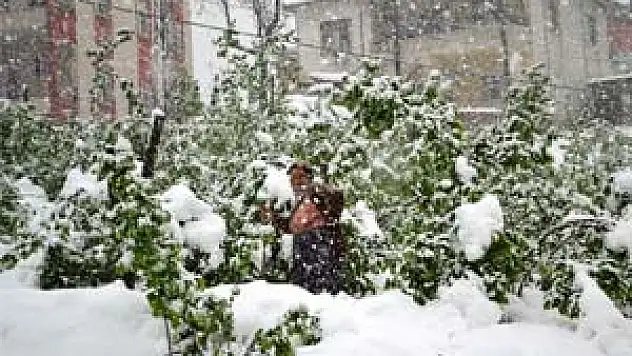 Kar Fındığa Zarar Verdi