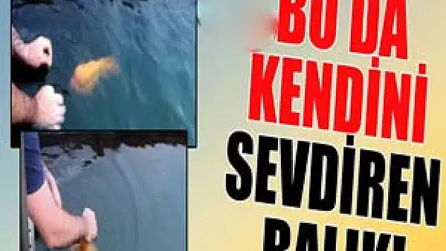 Kendini 'sevdiren' balık