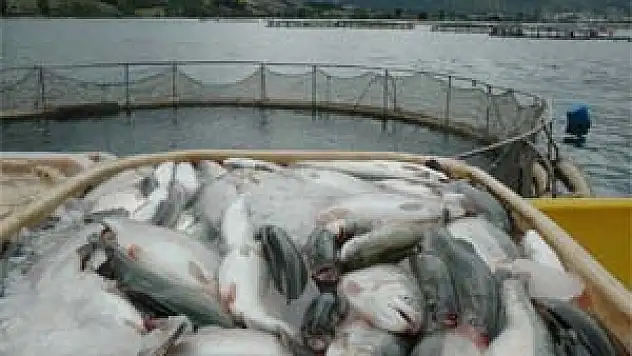 Türkiye'de Kültür Balıkçılığının Geleceği