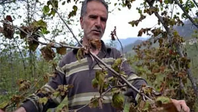 Dondan zarar gören bahçeler sonbaharı anımsatıyor