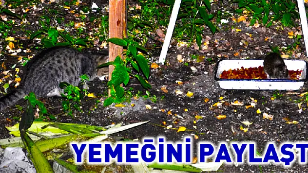 Kedi yemeğini fare ile paylaştı