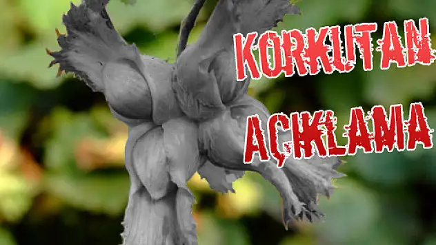 Fındıkta korkutan açıklama