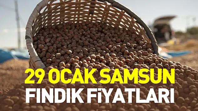 29 Ocak Samsun Fındık Fiyatları |Ocak ayında gerileme dikkat çekti