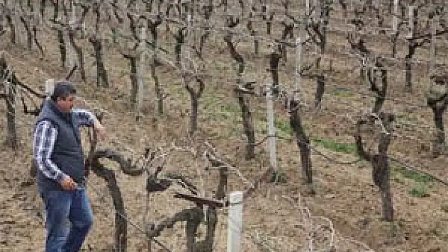 Zirai don dalları kuruttu