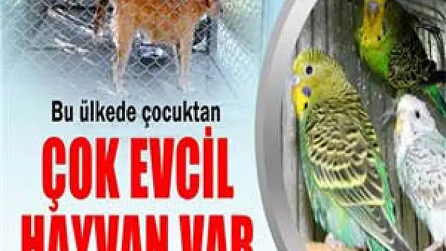 Japonya'da çocuktan çok evcil hayvan var