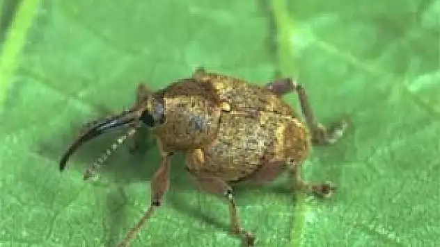  FINDIK KURDU İLE MÜCADELE ZAMANI