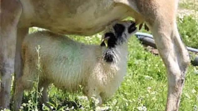Annesinin Terk Ettiği Kuzuyu İnek Emziriyor