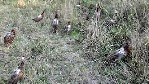 Samsun'dan Doğaya 12 Bin Sülün