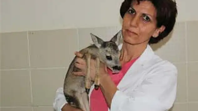 Yavru Karaca, OMÜ'de Koruma Altında