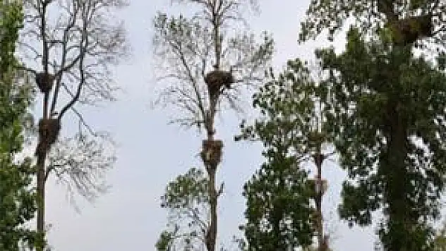 Leylekler, Turistleri Bafra'ya Çekti