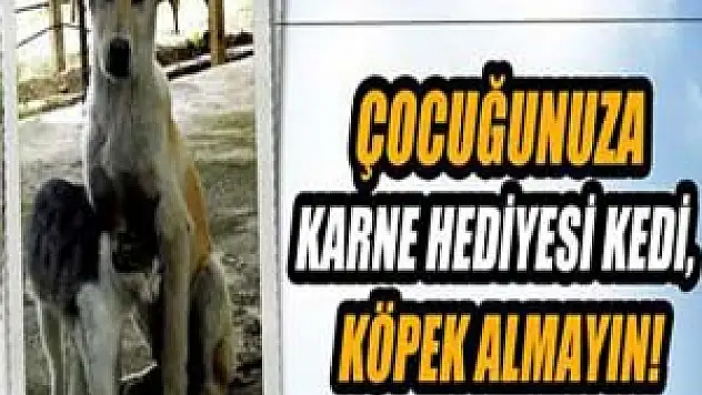 Çocuğunuza karne hediyesi kedi köpek almayın