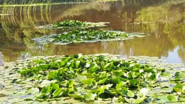 Doğadan Okula Bilim Köprüsü