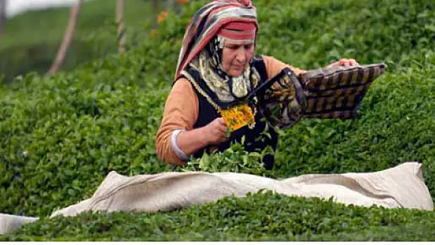 Çayın tepesindeki tomurcuğun kilosu 2 bin TL