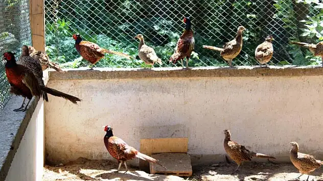 3 yılda 20 bin sülün doğaya salındı