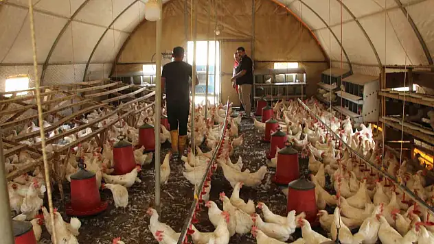 30 tavukla başladığı işletmesinde bin 700 tavuğa ulaştı