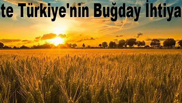 İşte Türkiye'nin Buğday İhtiyacı