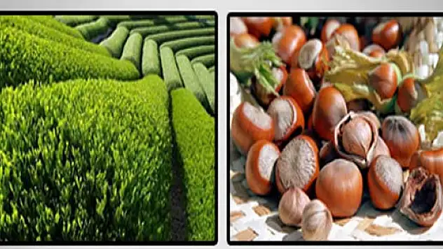 Fındık Ve Çaya Kota Mı Gelecek?