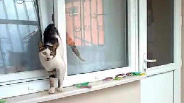 Pencereye Sıkışan Kediyi İtfaiye Kurtardı