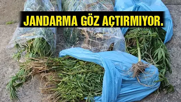 JANDARMA UYUŞTURUCU İLE MÜCADELE DE GÖZ AÇTIRMIYOR.