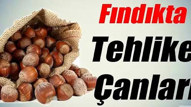 Fındıkta Tehlike Çanları