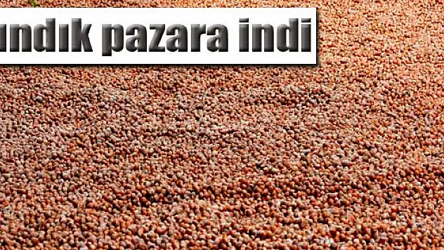 Fındık pazara indi