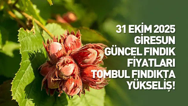 31 Ekim 2025 Giresun Güncel Fındık Fiyatları: Tombul Fındıkta Yükseliş Sürüyor