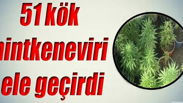 Jandarma, 51 kök hintkeneviri ele geçirdi